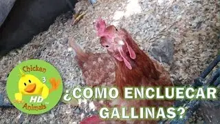¿Como encluecar Gallinas?  Primera Temporada | Chicken Animals