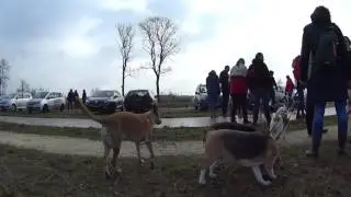 BeagleWalk at Wijthmenerplas and Wellerwaard
