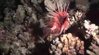Красное море - На рифах Хургады