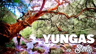🔴 Walk through the jungles of Salta