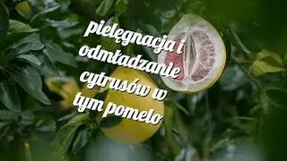 pielęgnacja i odmładzanie cytrusów w tym pomelo