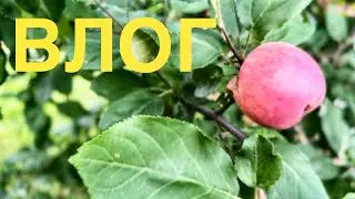 ВЛОГ. Винтажные покупки, подарки и обещанные рецепты)