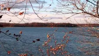 Gus Theme - 