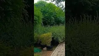 Sawan ke hawa. #millionviews #nature #greenery #pure