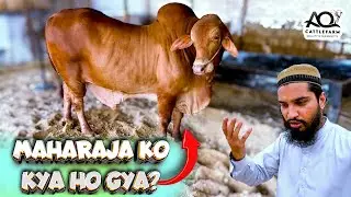NEW ENTRY & Liver Vaccine at AQ Cattle Farm | Cattle Market Karachi