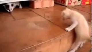 Помогите котёнку!