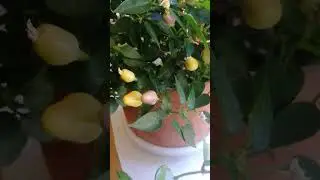 домашний острый перец Пиковая дама.Перец растет на окне второй год #перец #пиковаядама #острыйперец