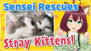 Learn Japanese With Cute Rescue Kittens 🇯🇵 Listening Practice: Beginner Plus (N5 - N1)
