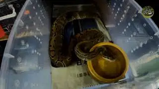 🟠 Ball Python (BP) / My Collection