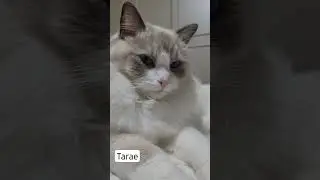 랙돌 타래 예쁜고양이 
