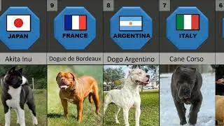 20 Dog Breeds for Bodybuilders