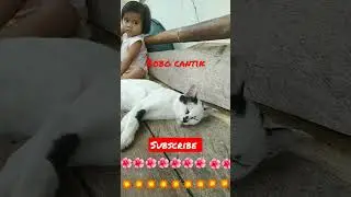 kucing ajaib