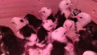 Видео для души!!! Цыплята породы Австролорп.