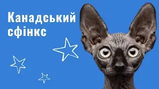 КАНАДСЬКИЙ СФІНКС — ВСЕ ПРО ПОРОДУ: ХАРАКТЕР, ОСОБЛИВОСТІ ДОГЛЯДУ