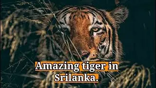 Top1 | Amazing tiger movements in Srilanka | bigcat | Yala safari kamesh
