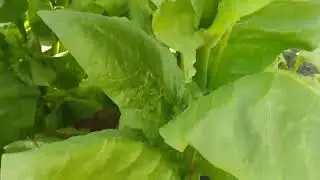 Обзор сорта табака Badischer Geudertheimer