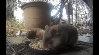 Wild hamsters living in the city of Vienna