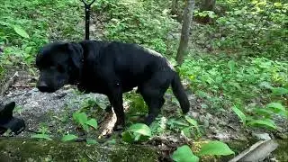Разговоры с лабрадором