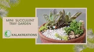SUCCULENT TRAY AT HOME- STEP BY STEP TUTORIAL