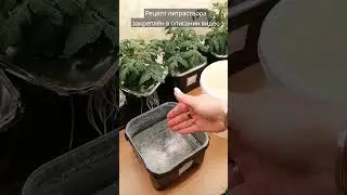 ПОМИДОРЫ СКАЖУТ ВАМ СПАСИБО! Замена питраствора у 