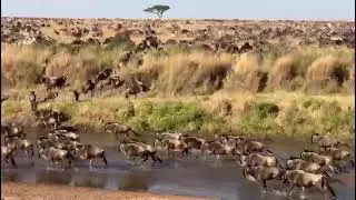 WILDERBEEST ON THE MOVE , WILDERBEEST CROSSING, WILDERBEEST MIGRATION