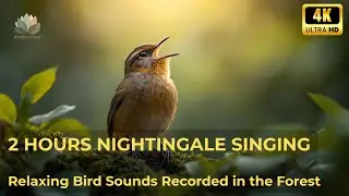 2 Hours of Nightingale Singing   Relaxing Bird Sounds for Sleep & Relaxation