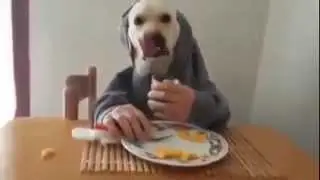 Прикол с собакой