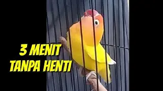 Gaya dengkleh ngekek 3 menit gacor tanpa henti bisa untuk pancingan lovebird lain
