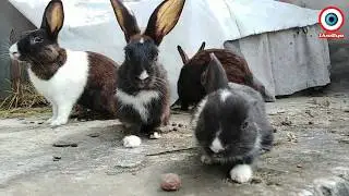 Rabbit farming at home। বাসায় খরগোশ পালন