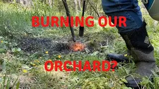 Spring Cleaning the Orchard