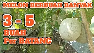 Grebeg Lahan Melon | Cara Pemupukan Melon ALINA | 3 sampai 5 Buah per Batang