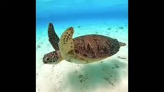 Facts About Tortoise 🐢