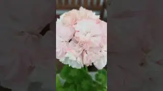 довепоинт