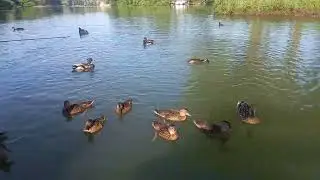 Утята