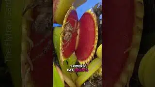 Why Shouldn't a Spider be Near a Venus Flytrap? 