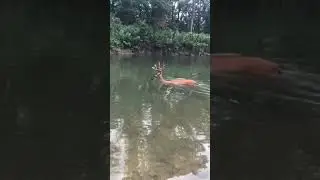 Deer with EHD Drowns