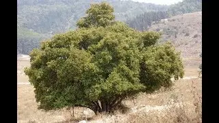 אדם ואדמה - העץ שנולד מחדש