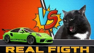 PORSCHE VS CAT - REAL FIGTH