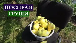 ПОСПЕЛИ ГРУШИ!