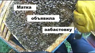 Пчелиная матка объявила забастовку