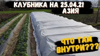 Клубника под агроволокном 25 апреля 2021 и междурядья.