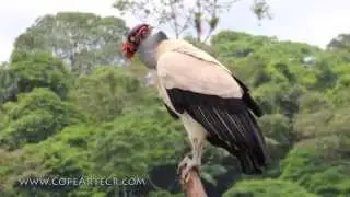 Buscando el Zopilote Rey