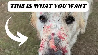 How Livestock Guardian Dogs Saved Our Farm