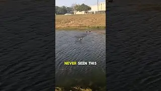 DUCKS EAT TOPWATER?!? I’m not surprised by anything when I’m fishing anymore!