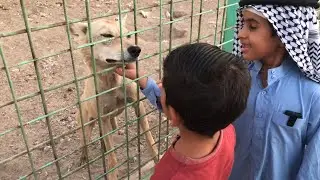 تعرف على انواع الذئاب العب مع اشرس الحيوانات الذيب ابو اسحاق الصياد