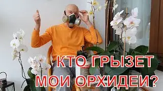 Кто грызет мои орхидеи? Какой инсектицид я применяю. Сбросят ли орхидеи цветы после обработки ядами?