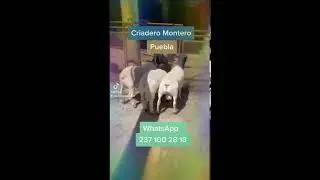 Borregos dorper whatsApp237 106 28 47 