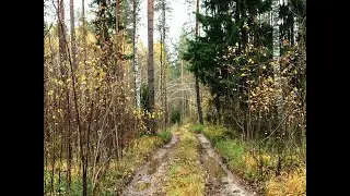 Лес. Копаю кошель с монетами...Собираю исландский мох...