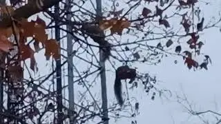 Maple tree dance