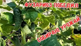 Огурец после лечения фузариозного увядания, текущие работы на огурцах в августе.#огурцы #огород